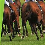 bet on the horses
